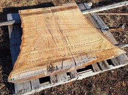 Live Edge Oak Slab Tree Trunk